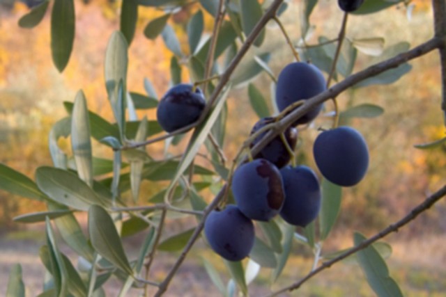 ramo di olivo con frutti