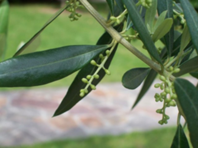 ramo di olivo con infiorescenza