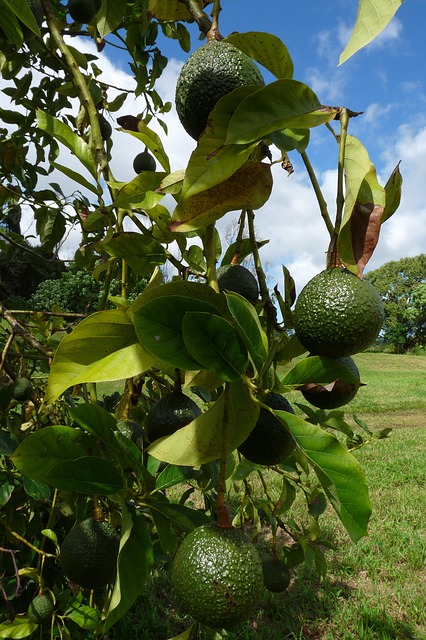 avocado-pianta-con-frutti